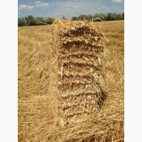 Продам Солому в ТЮКАХ крупно-стебельную озимой пшеницы