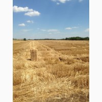 Продам Солому в ТЮКАХ крупно-стебельную озимой пшеницы
