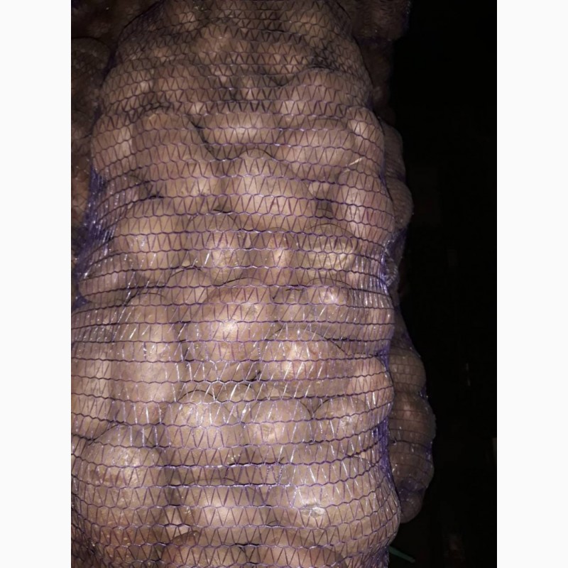 Фото 2. Картофель оптом. 2017 г 2.50 грн/кг в сетках по 20 кг