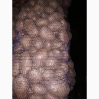 Картофель оптом. 2017 г 2.50 грн/кг в сетках по 20 кг
