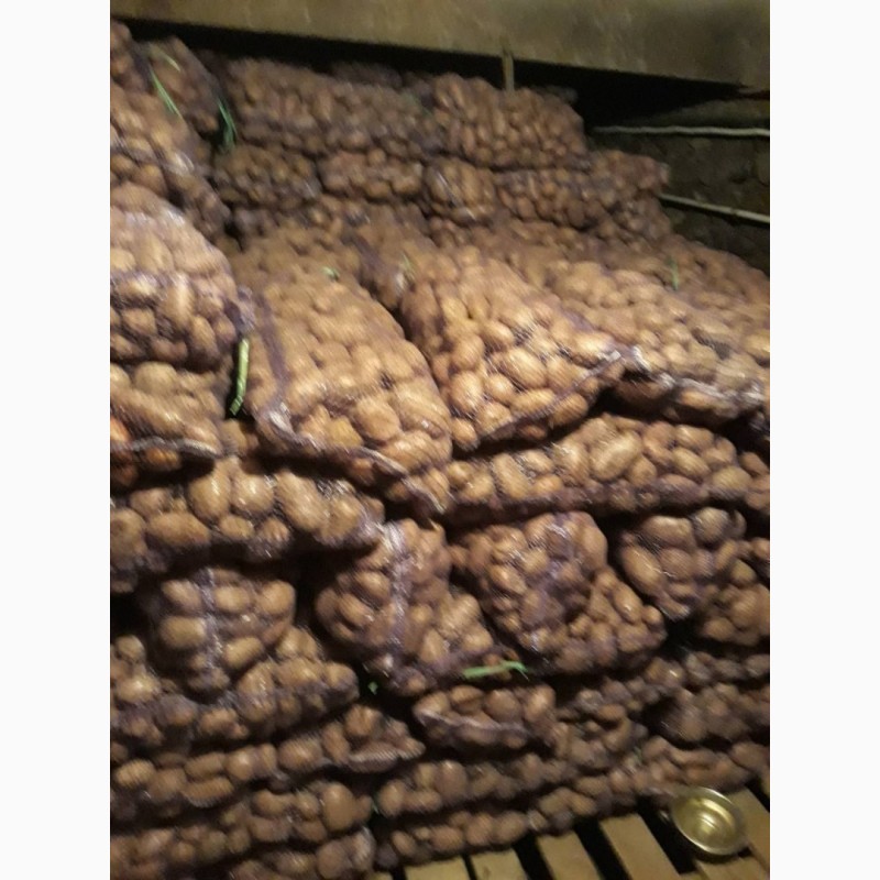 Фото 3. Картофель оптом. 2017 г 2.50 грн/кг в сетках по 20 кг