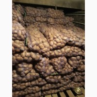 Картофель оптом. 2017 г 2.50 грн/кг в сетках по 20 кг