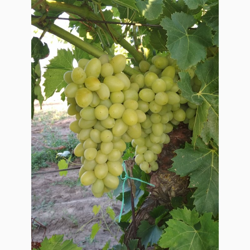 Виноград одесская