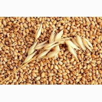 Закупаем пшеницу 2-3 класса у производителей
