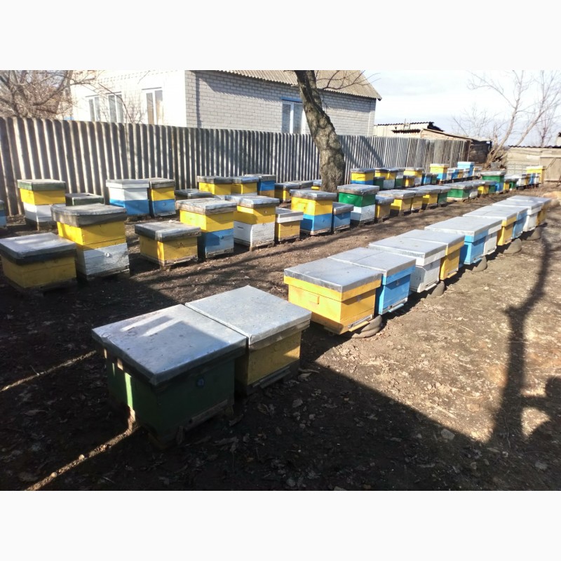 Пчелосемьи купить тамбовской области. Магазин пчеловодства в Михайловке Волгоградской. Агро пчела.