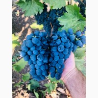Виноград Молдова (10грн) с собст виноградников.Оптом и мелким оптом