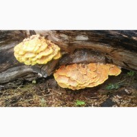 Маринованные грибы латипурусы (трутовик серно-желтый) на 2023 г
