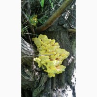 Маринованные грибы латипурусы (трутовик серно-желтый) на 2023 г