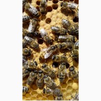 Продам пчелопакеты пчелосемьи