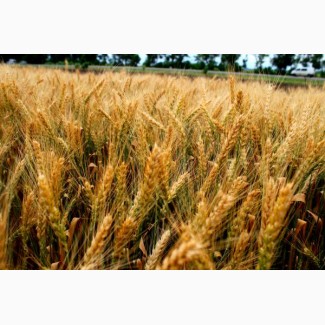 Насіння озимої пшениці Землячка одеська