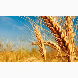 Проводимо закупки пшениці від 25 тонн