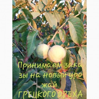Nuts all Ukraine принимаем заказы на Грецкий орех калибра: 28+, имеем обьемы в наличии