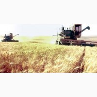 Закупка зерновых культур крупным оптом по Украине