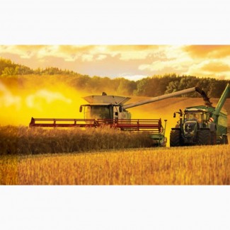 Закупаем зерновые культуры крупным оптом по територии Украины.Пшеница