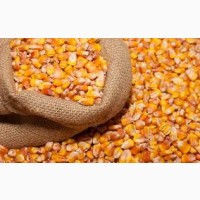 Продам кукурудзу великими об#039;ємами по Україні та закордон