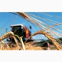Семена озимой пшеницы Ортегус Германия