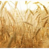 Озима пшениця Розквіт