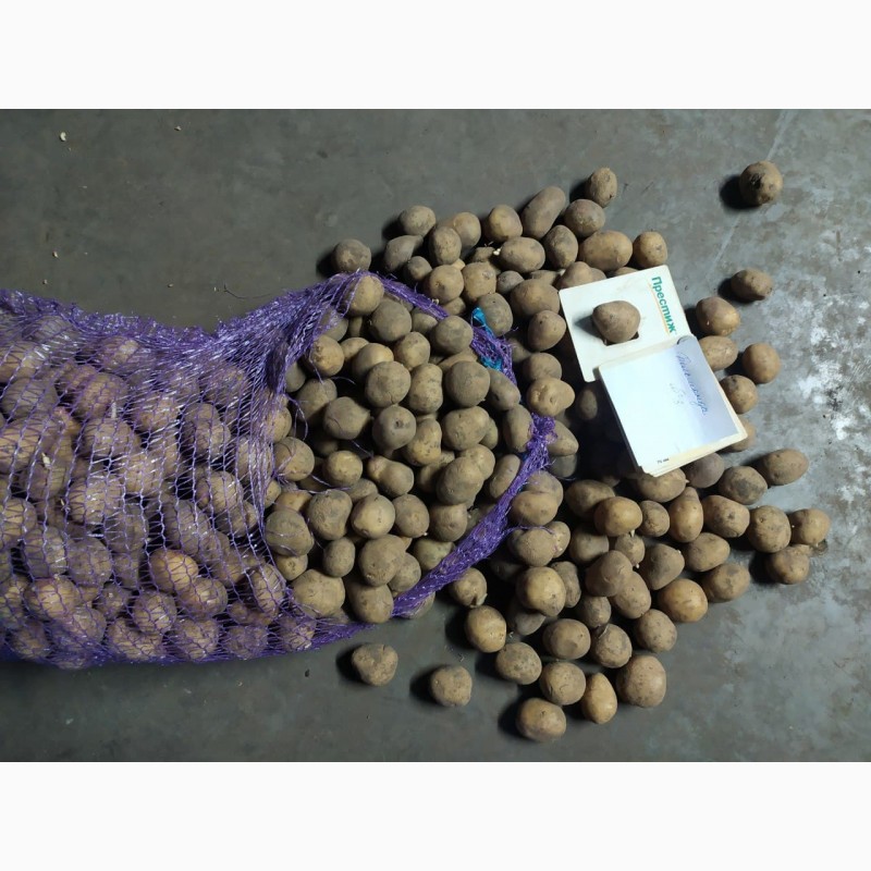 Фото 2. Продам картофель с овощехранилища от производителя