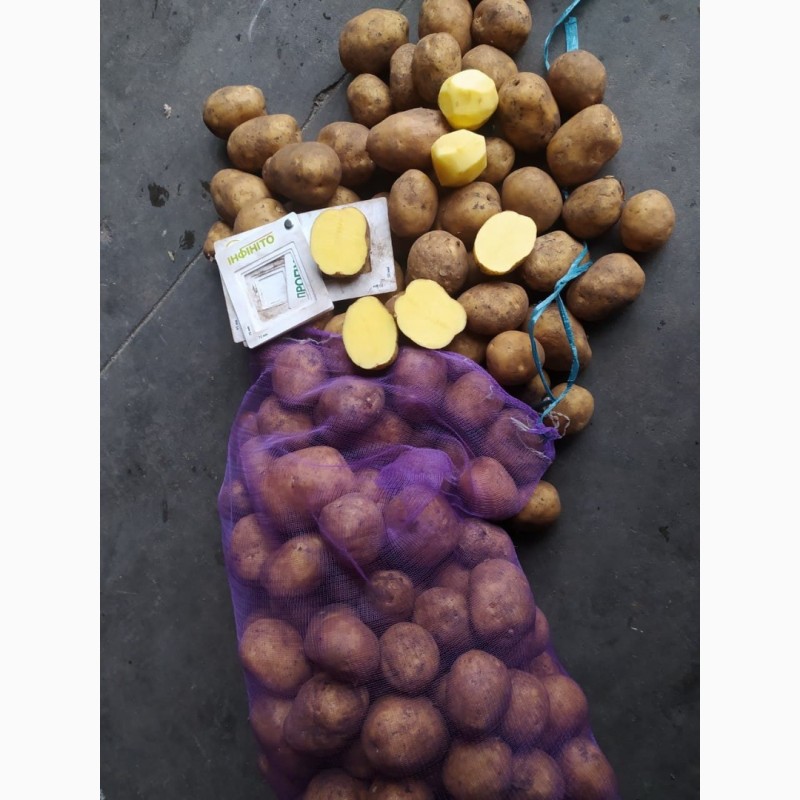 Фото 3. Продам картофель с овощехранилища от производителя