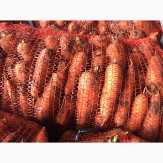 Продам оптом моркву товарну, Черкаська область