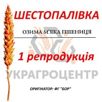 Насіння озимої пшениці ШЕСТОПАЛІВКА 1 репродукція ФГ БОР 2023р