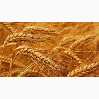 Продам пшеницю 4 кл. з господарства