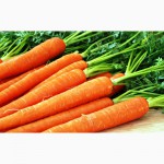 Закупаем морковь по всей Украине!