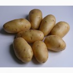 Продається картопля Імпала, приємна ціна