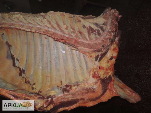 ТЗОв «Мясодар» на постійній основі реалізує м ясо в пів тушах корова