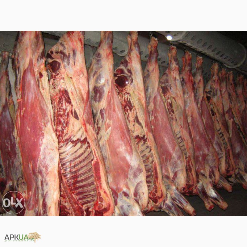 Фото 3. ТЗОв «Мясодар» на постійній основі реалізує м ясо в пів тушах корова