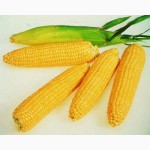 Семенной материал кукурузы и подсолнечника от производителя ЮгАгроСервис