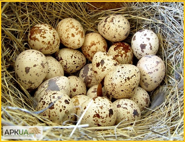 Фото 7. Инкубационные яйца перепела Феникс Золотистый - (франция) и молодняк