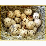 Инкубационные яйца перепела Феникс Золотистый - (франция) и молодняк