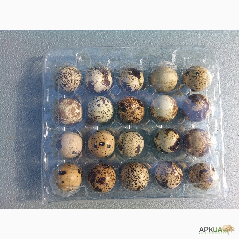 Фото 2. Инкубационные яйца перепела Техасский бройлерный