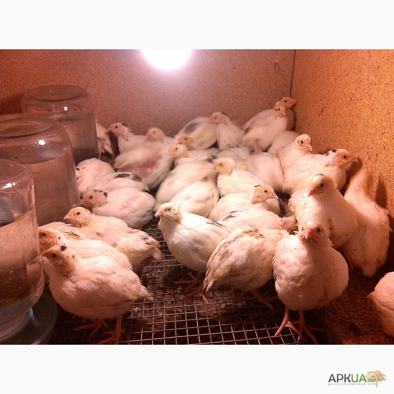 Фото 5. Инкубационные яйца перепела Техасский бройлерный