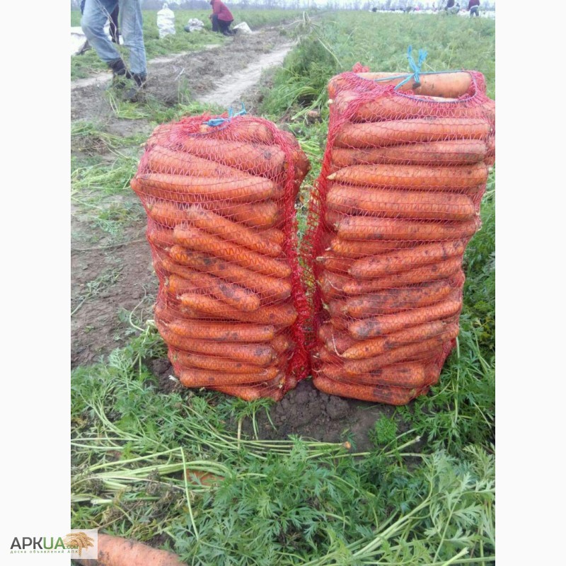 Фото 3. Морковь крупный ОПТ