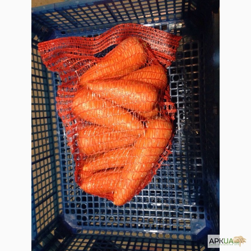 Фото 4. Морковь крупный ОПТ