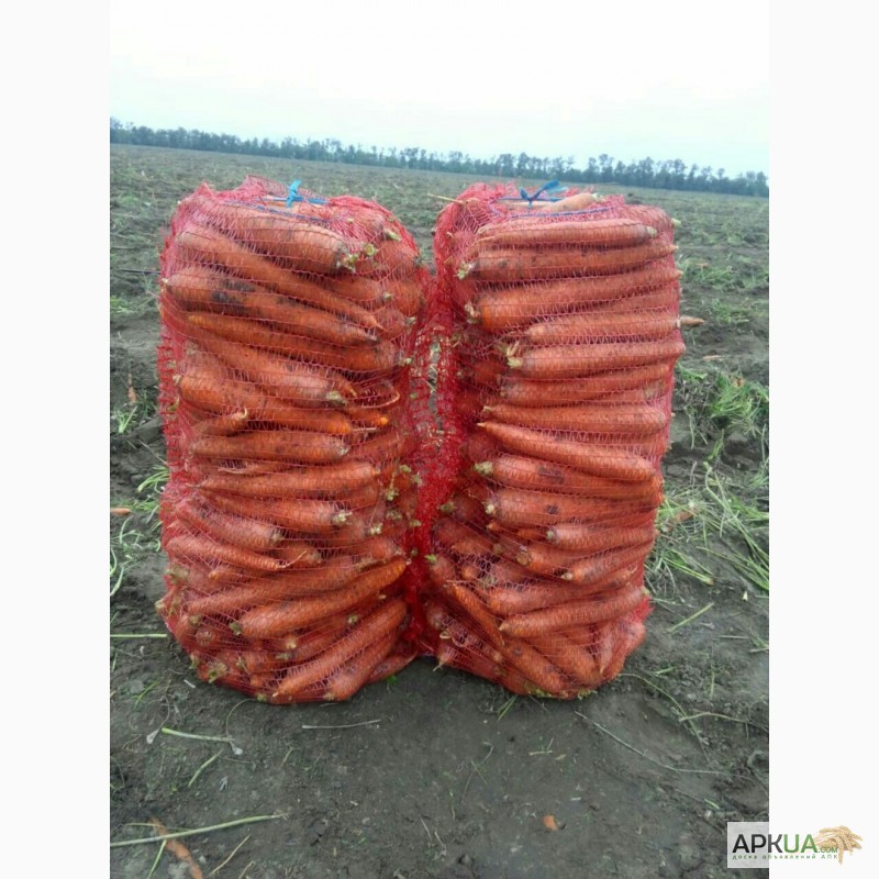 Фото 6. Морковь крупный ОПТ
