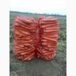 Морковь крупный ОПТ