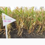 Семена кукурузы венгерской Вудсток Гибрид Шаролта - ФАО 290