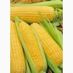 Продаю сортовую кукурузу Айова Свит