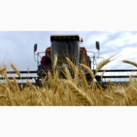 Предприятие производит оптовые закупки зерновых культур Пшеницу (2-6) классов