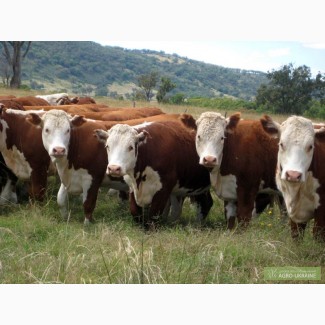 Куплю коров бычков телят самовывоз