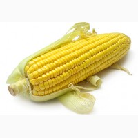 Семена кукурузы Яровец 243 МВ ФАО 240