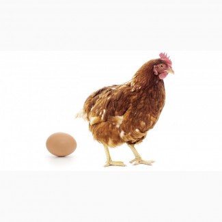 Инкубационные яйца кур Ломан (Уайт, Браун)