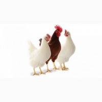 Предлагаем яйца для инкубации кур Ломан Браун и Ломан Вайт