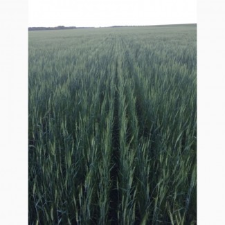 Продам пшеницу фуражную 200 тонн