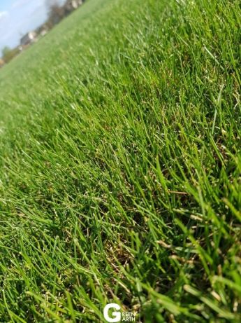 Фото 3. Рулонный газон, укладка с гарантией Green Garth (Грин Гарт)