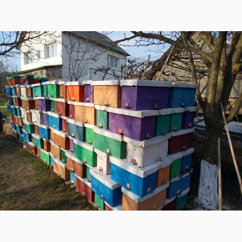 Фото 7. Продам Бджолопакети карпатської породи 2019