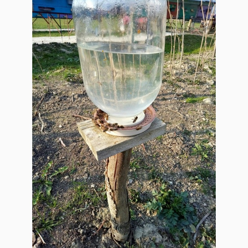 Фото 13. Продам Бджолопакети карпатської породи 2019